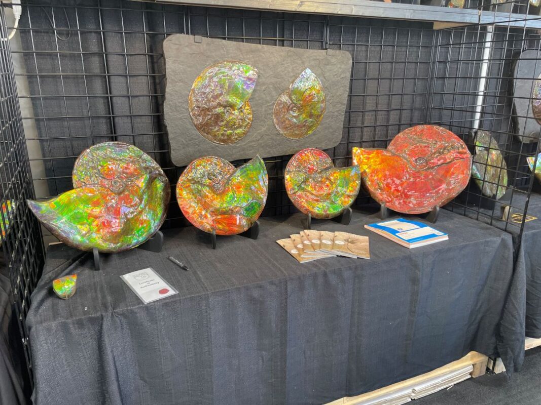 Ammonites from Alberta at the Pueblo mineral show, Tucson 2025 Ammonites from Alberta at the Pueblo mineral show, Tucson 2025