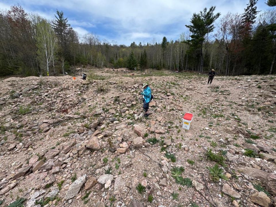Beryl Pit Tailings Field May 2025 Beryl Pit Tailings Field May 2025