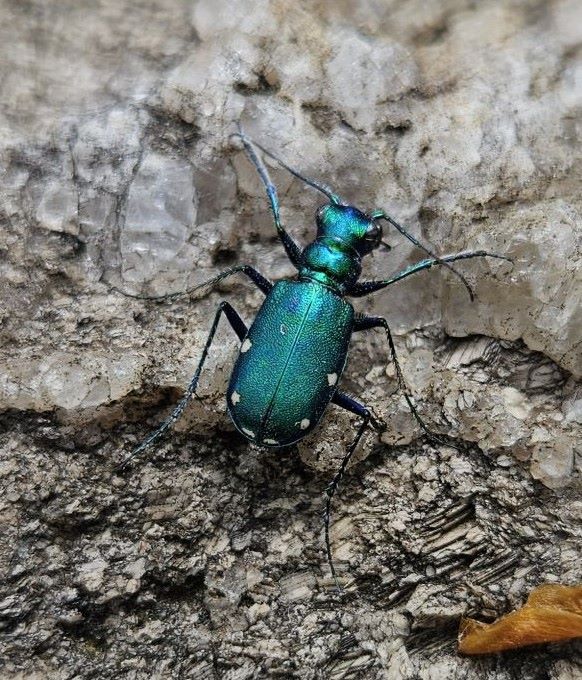 Yates Mine Six Spotted Tiger Beetle on Calcite May 2025 Yates Mine Six Spotted Tiger Beetle on Calcite May 2025